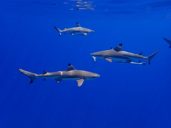 Où trouver les meilleures expériences de plongée avec les requins blancs en Afrique du Sud?